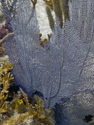 Key Largo